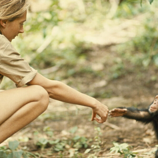 A legacy of respect: Jane Goodall and my work with whales