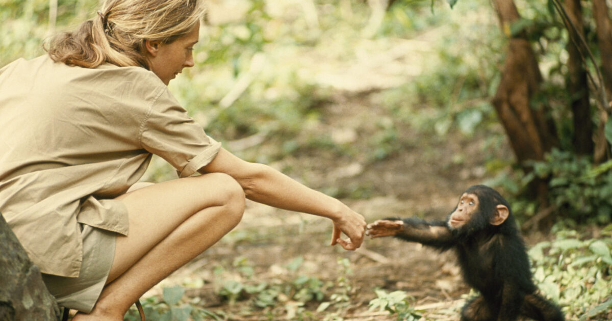 A legacy of respect: Jane Goodall and my work with whales