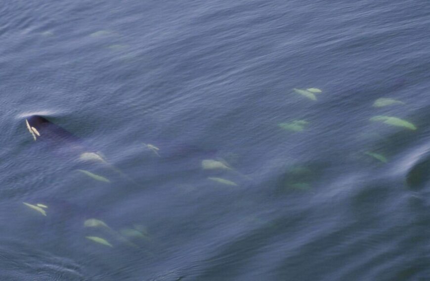 A pod of Southern Residents swims just below the surface of calm, blue-gray water, their dorsal fins and backs partially visible as they search for Chinook vital to their survival.
