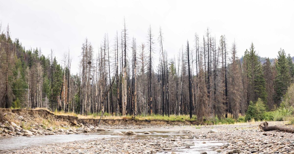 Increases in high-severity wildfire have implications for water and fish: report