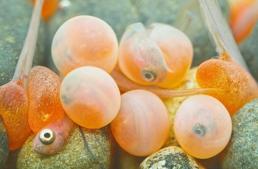 Close-up of translucent salmon eggs with developing fish embryos visible inside, resting on smooth stones underwater—an intimate moment in the shared waters of the Salish Sea ecosystem.