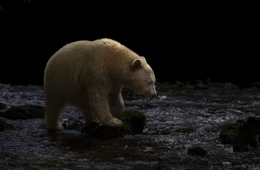 A spirit bear moves through shallow water, its pale fur illuminated against a dark backdrop, adding to the enigma of this rare creature.