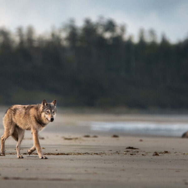Together, let’s rewrite the story of wolves in BC