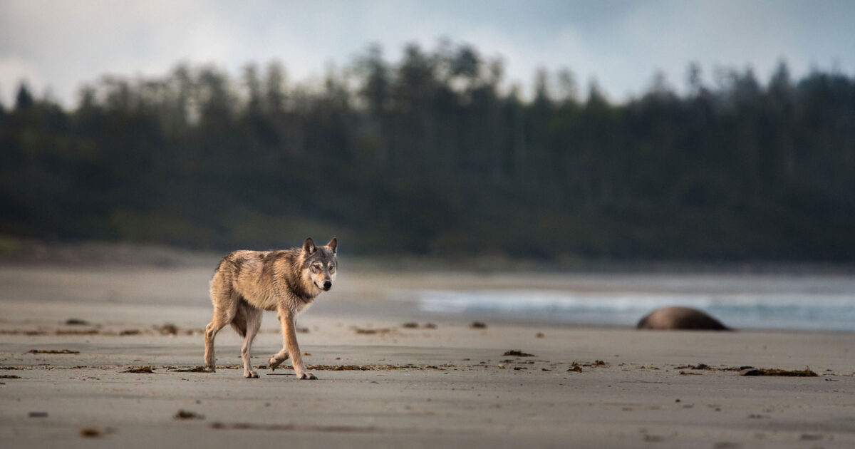 Together, let’s rewrite the story of wolves in BC