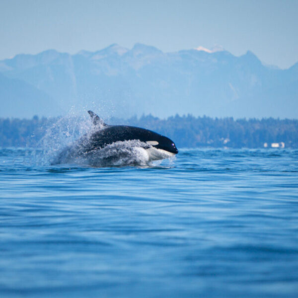Listening to whales: A new lens on killer whale communication