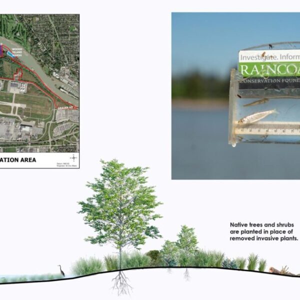 Salmon habitat restored on Sea Island