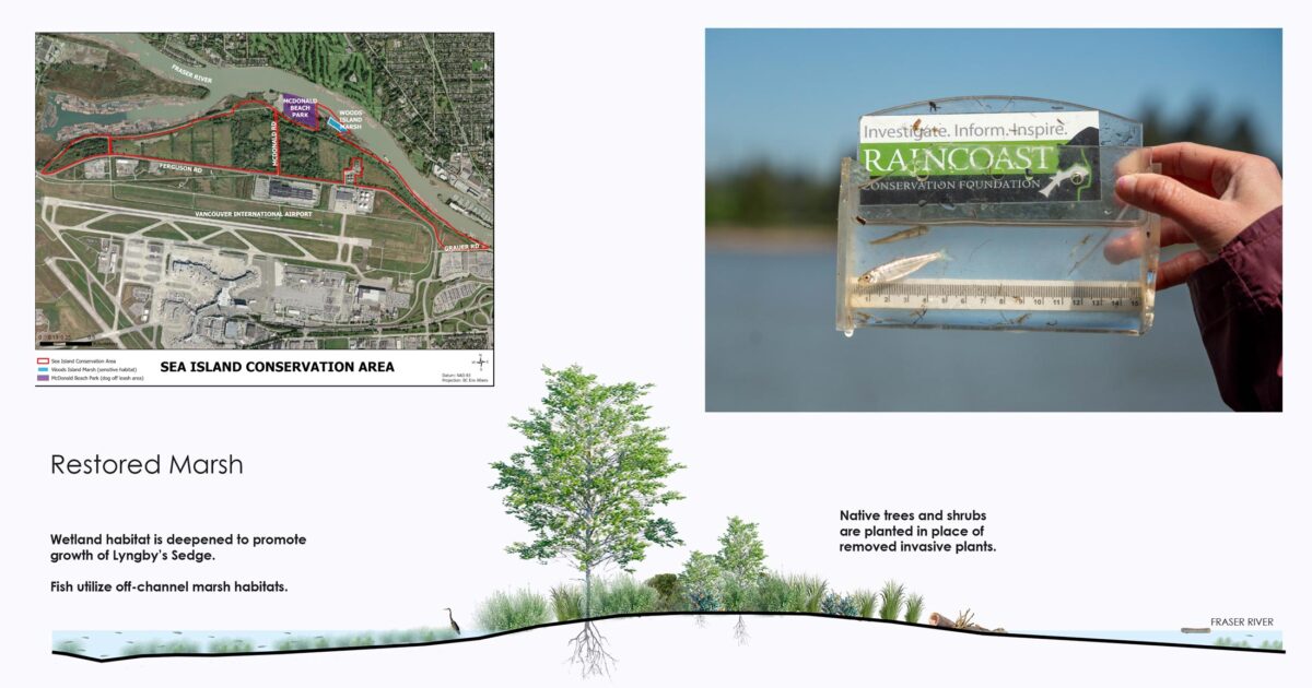 Map of Sea Island Conservation Area, a hand holding a small fish tank labeled Raincoast, and an illustration of restored marsh with native plants and salmon habitat.