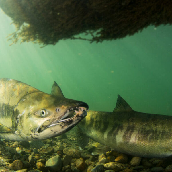 Canada’s Policy for the Conservation of Wild Pacific Salmon