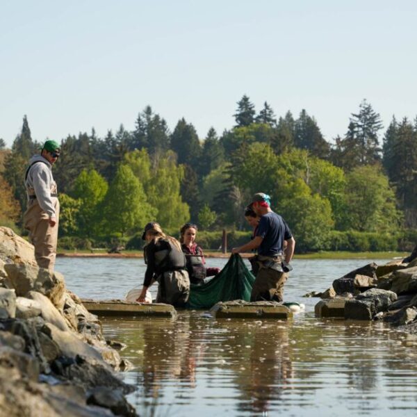Habitat restoration and salmon research