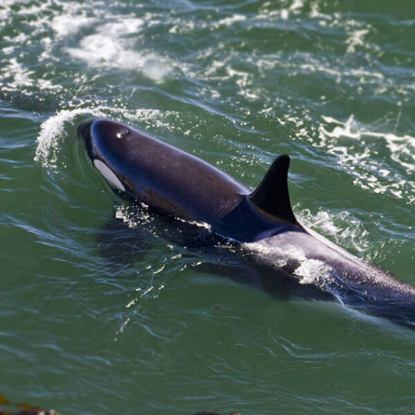 How Canada can protect B.C.’s iconic killer whales without busting the budget
