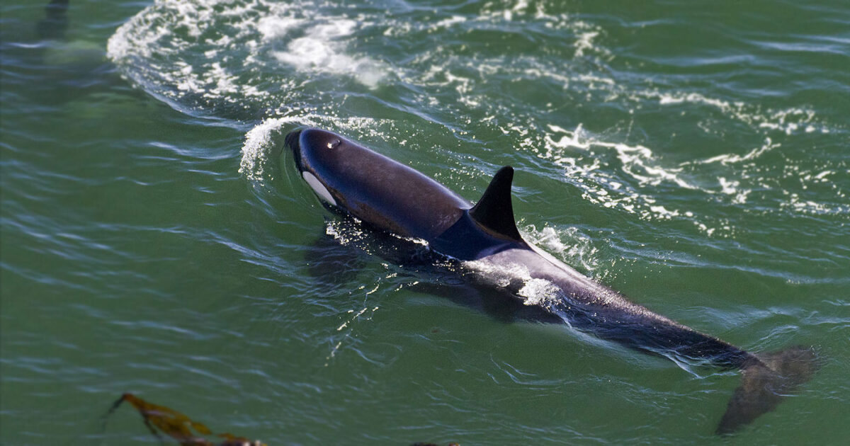 How Canada can protect B.C.’s iconic killer whales without busting the budget