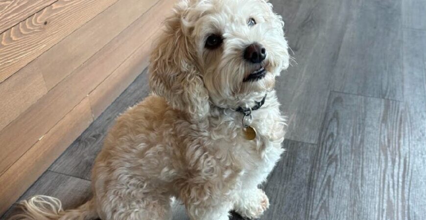A small, curly-haired cream dog sits on a gray wooden floor next to a wooden wall, looking up at the camera like one of the cutest furry cheerleaders.