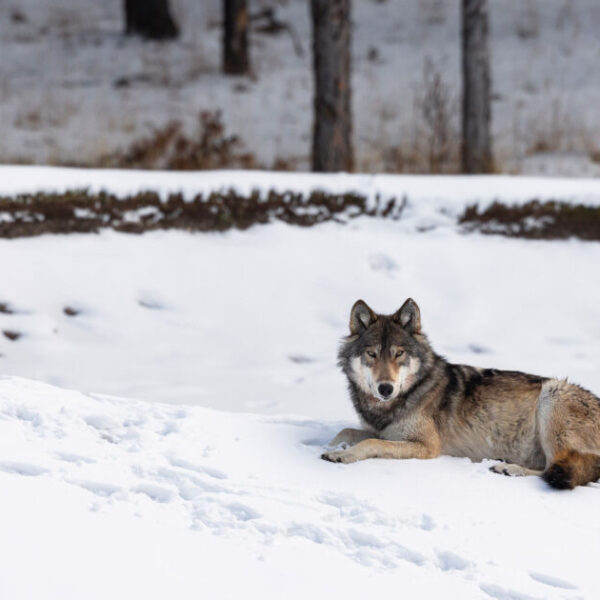 Protection and conservation of gray wolves
