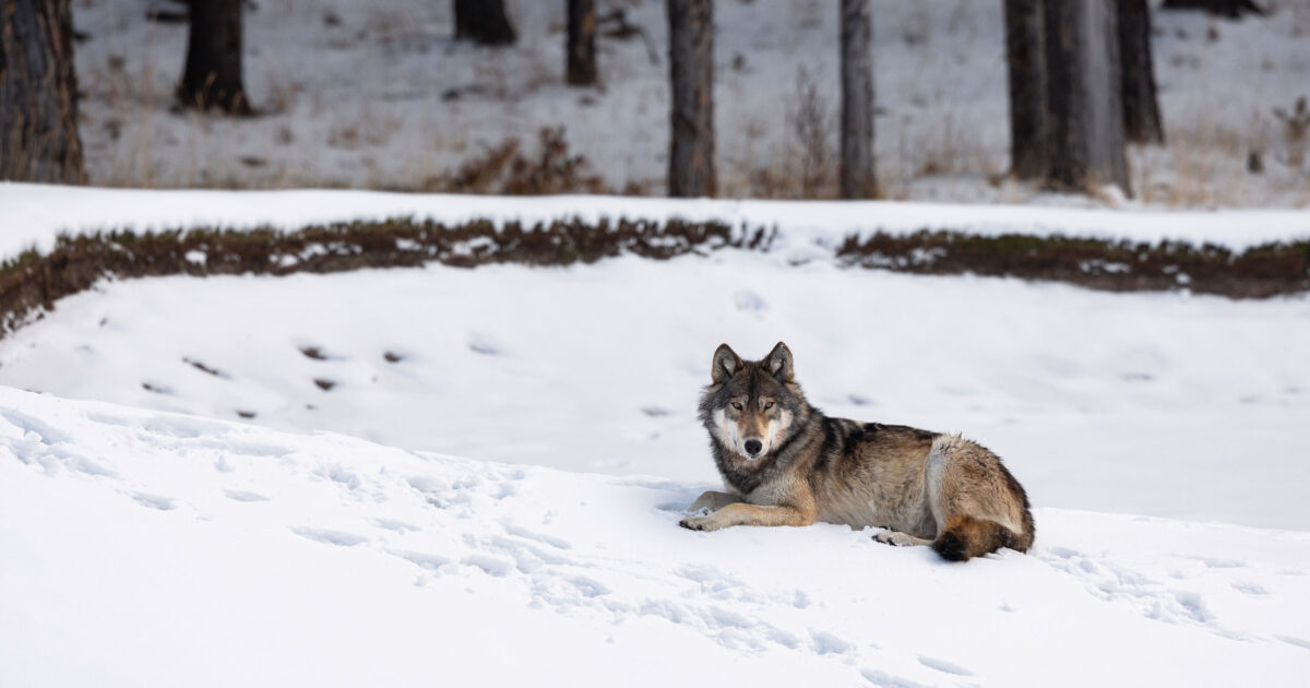 Protection and conservation of gray wolves