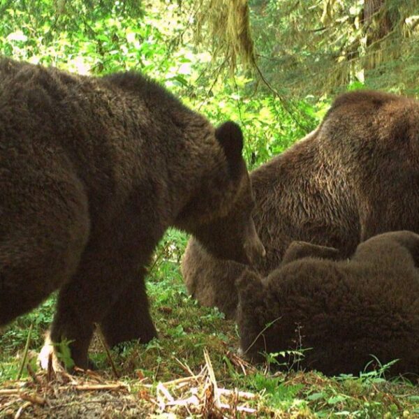 “Smile, you’re on a wildlife camera!” on Haíɫzaqv territory 