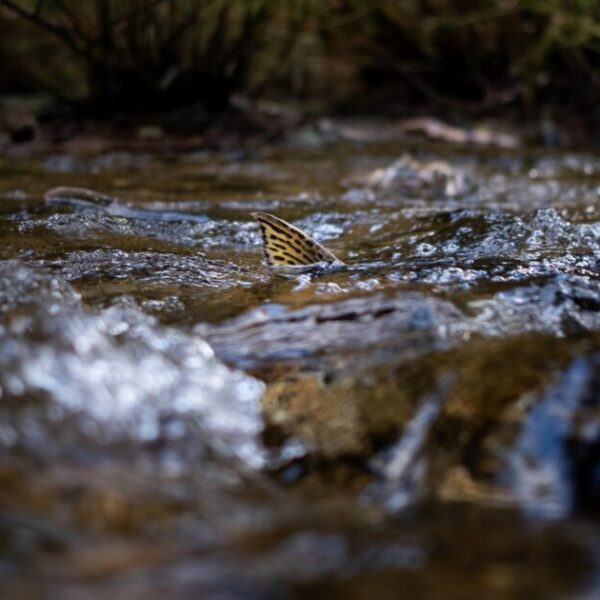 The need for renewed federal commitment to The Wild Salmon Policy