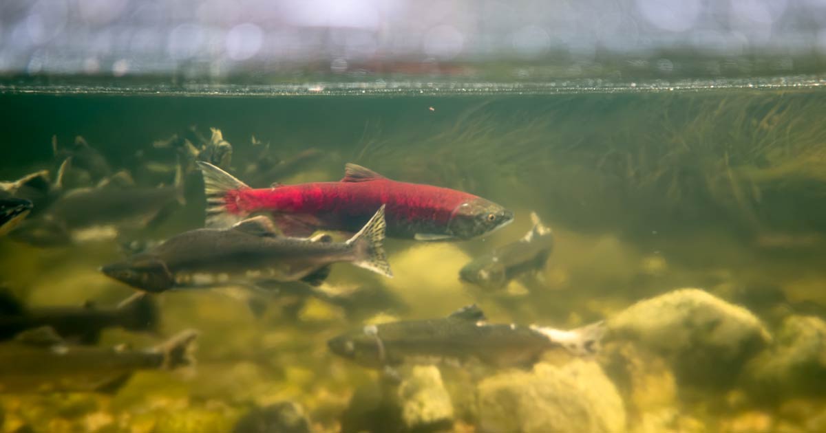 Twenty years in, Government of Canada still failing to implement Wild Salmon Policy, researchers warn