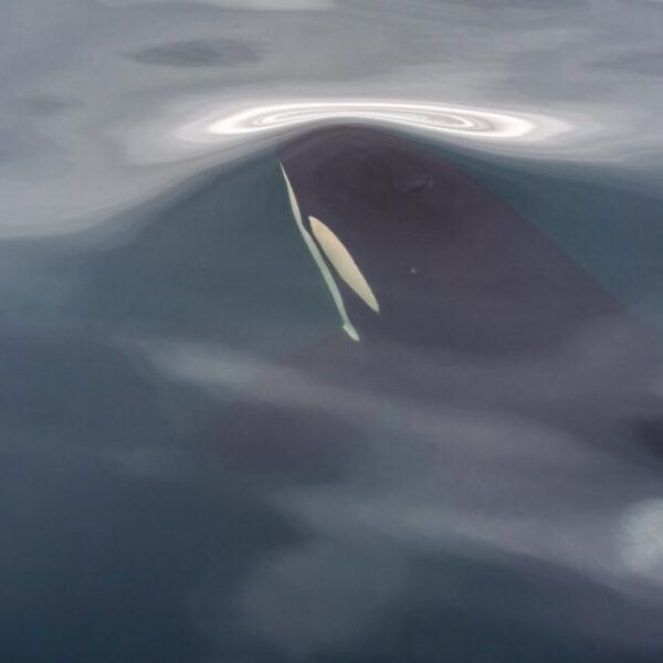 Uncovering the causes of degraded fish and whale habitat 