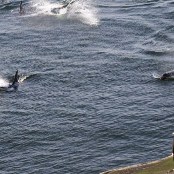 What it will take to recover the Southern Resident killer whales