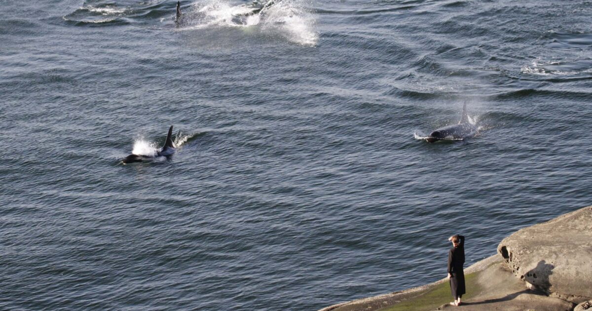 What it will take to recover the Southern Resident killer whales