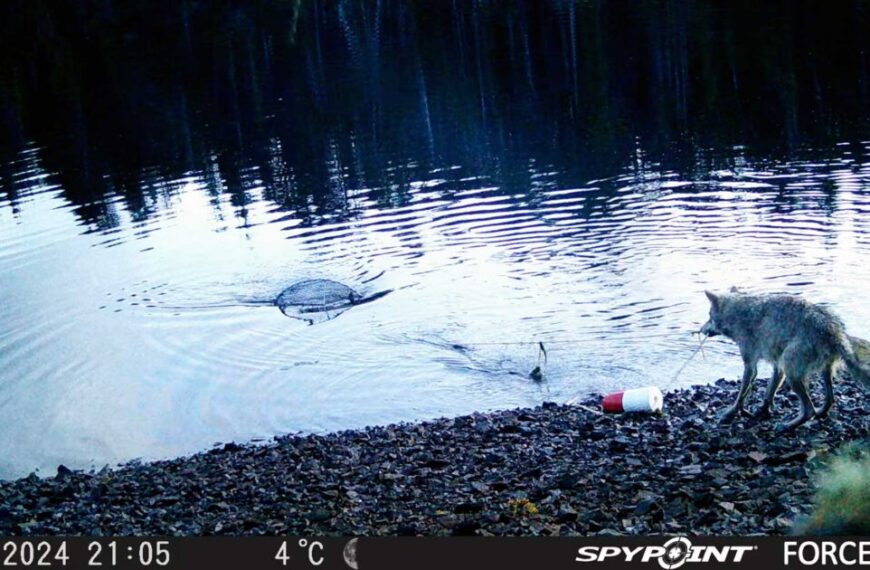 A coyote, known for its intelligence, stands on a rocky lakeshore watching a floating fishing bobber and ripples. Captured by a trail camera on May 29, 2024.