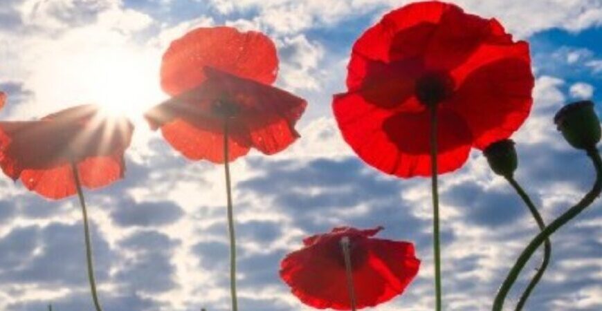 Red poppy flowers and buds are shown against a partly cloudy sky, with sunlight shining through the petals, honouring Remembrance Day with their vibrant beauty.