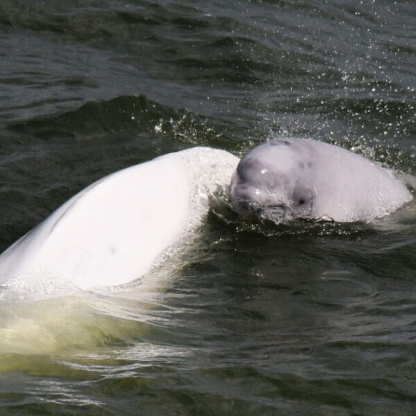 New scientific review highlights the complex and culturally rich social lives of belugas