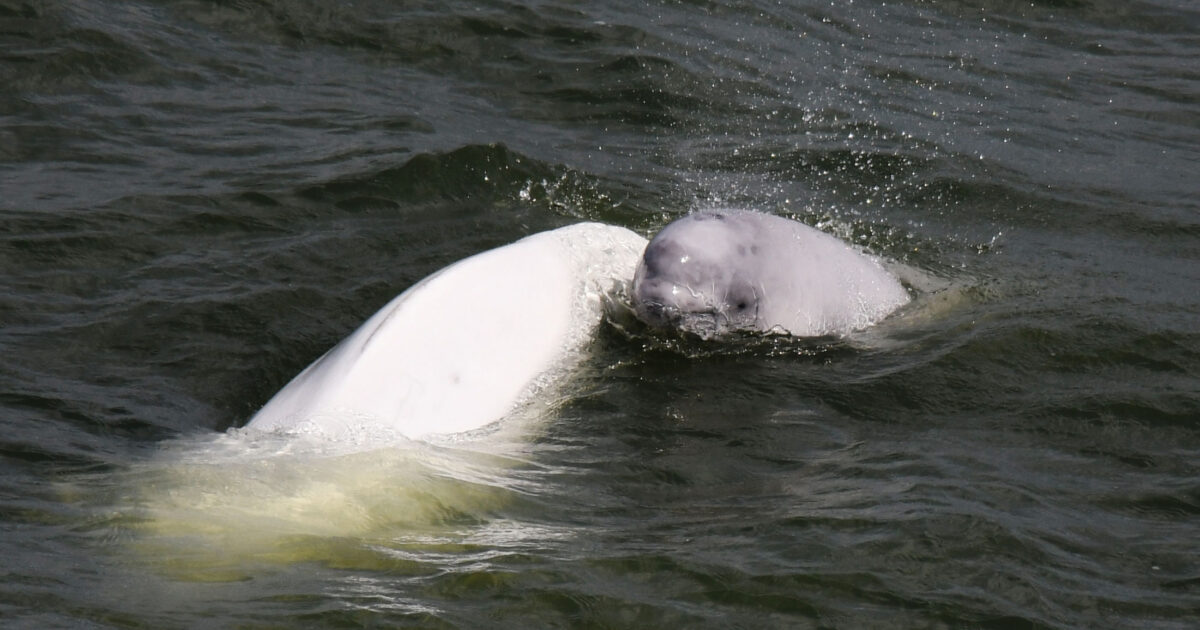 New scientific review highlights the complex and culturally rich social lives of belugas