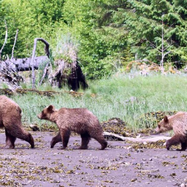 The grizzly hunt is no way to solve conflict between humans and bears