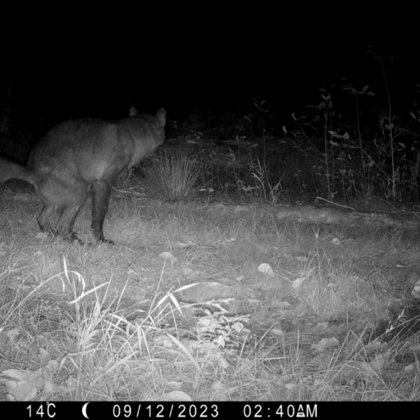 What does a wolf eat in a year?