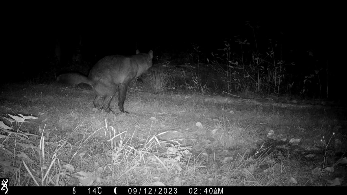What does a wolf eat in a year?