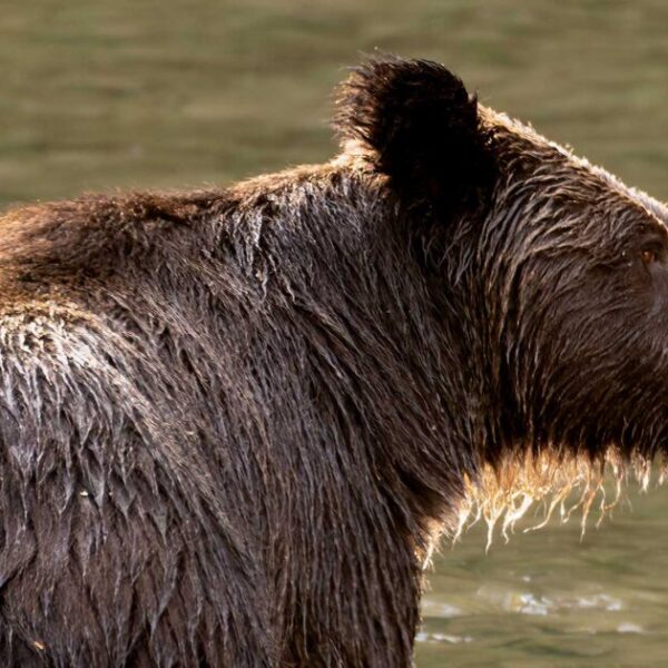 Effects of boat- and land-based ecotourism on bears