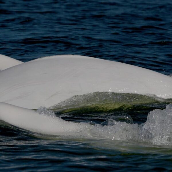 The social and cultural lives of belugas