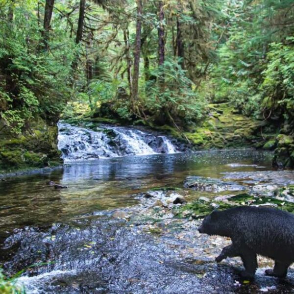 Tim Irvin on the profusion of life in a rainforest and why he guides
