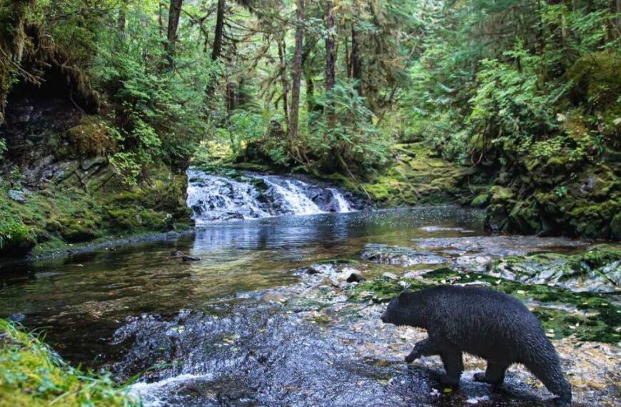 A black bear walks along the edge of a stream in a dense, green rainforest, with a small waterfall in the background, showcasing the region’s rich biodiversity.
