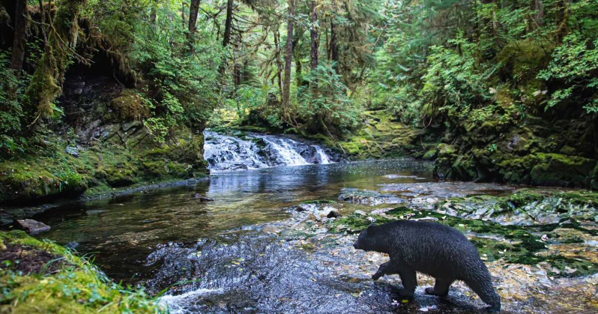 Tim Irvin on the profusion of life in a rainforest and why he guides