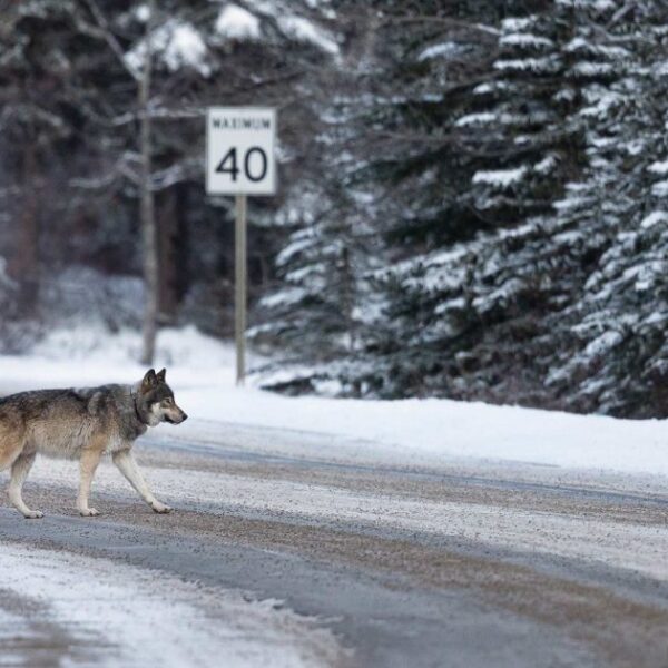 Wolf home range and travel distances