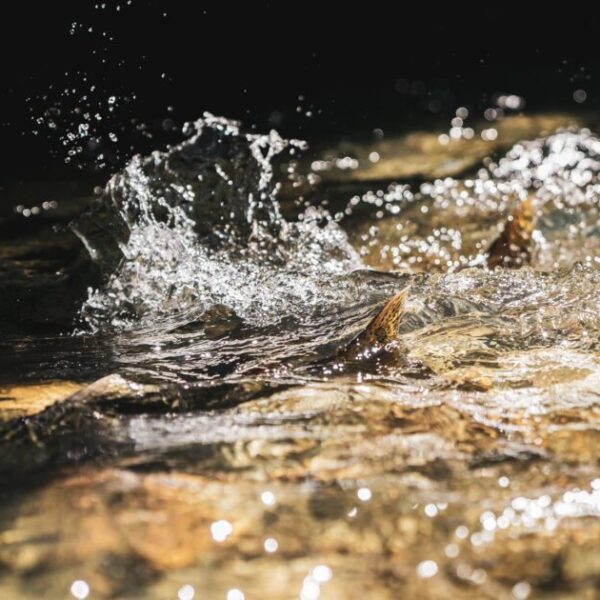 Ensure the long-term stability of projects dedicated to the recovery of wild salmon (BCSRIF)