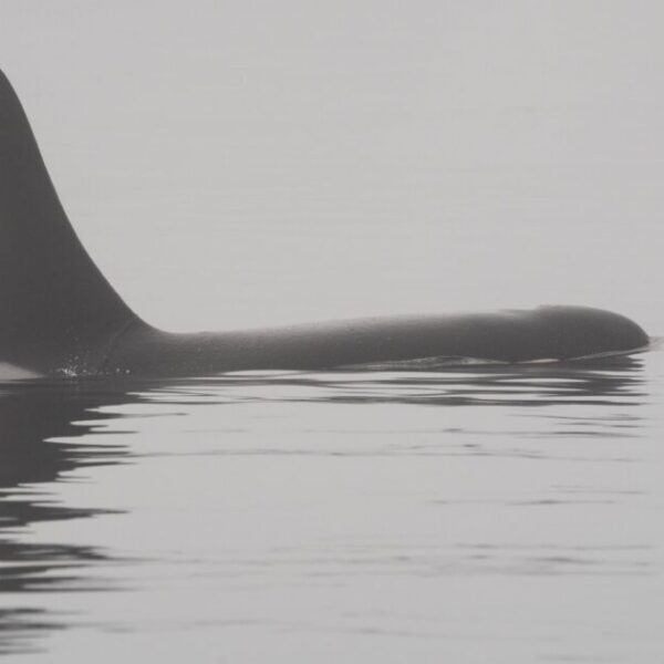 Help us give killer whales a voice