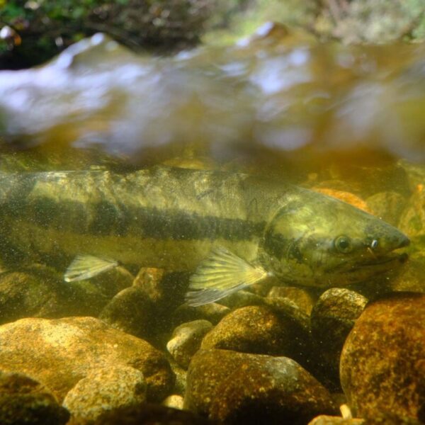 In an era of scarcity, the Pacific Salmon Treaty must strengthen conservation