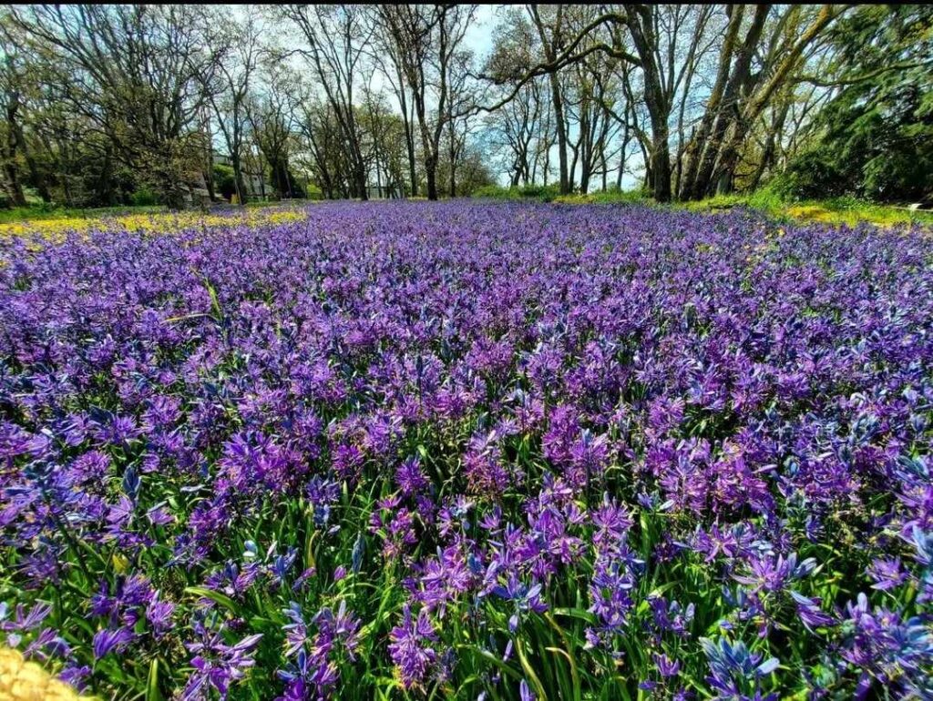 Managing Seasonal Allergies: Lifestyle, Classical Chinese Medicine, & Western Herbal Approaches!