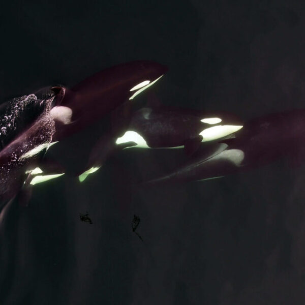The high price of motherhood in Northern Resident killer whales