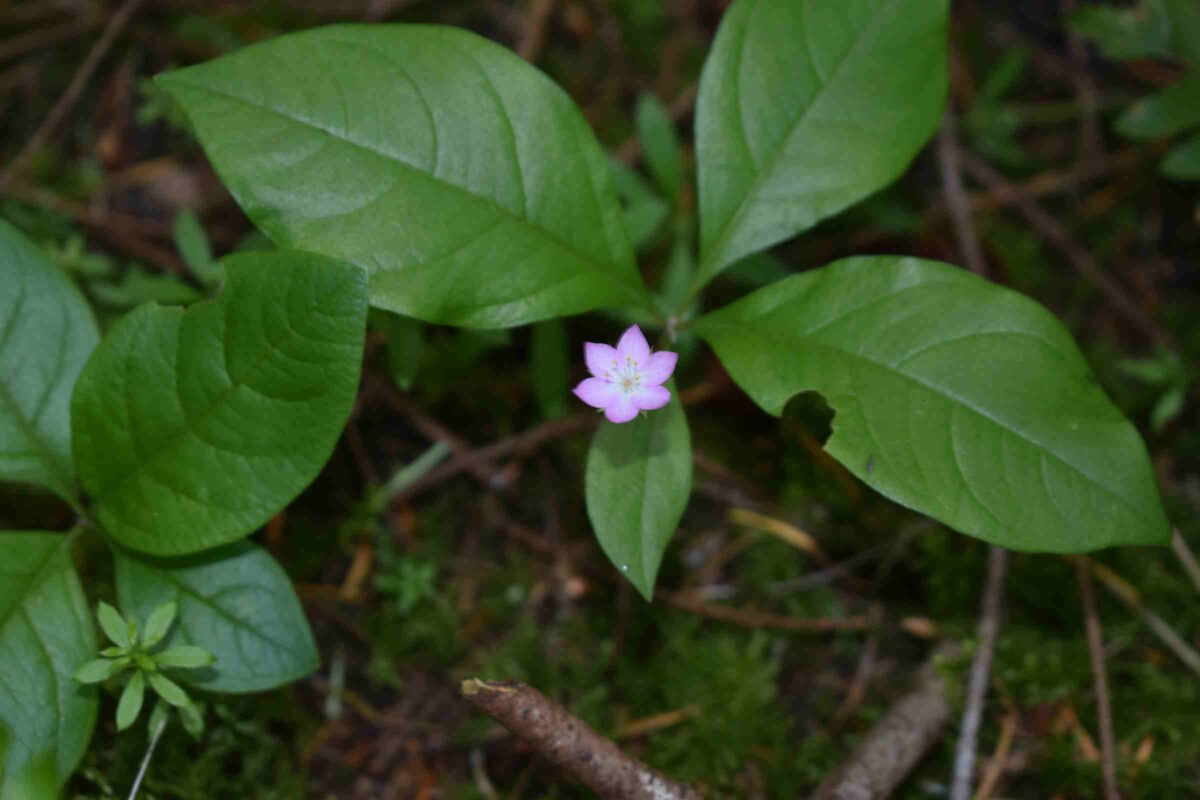Worksheet: Junior researchers in the forest