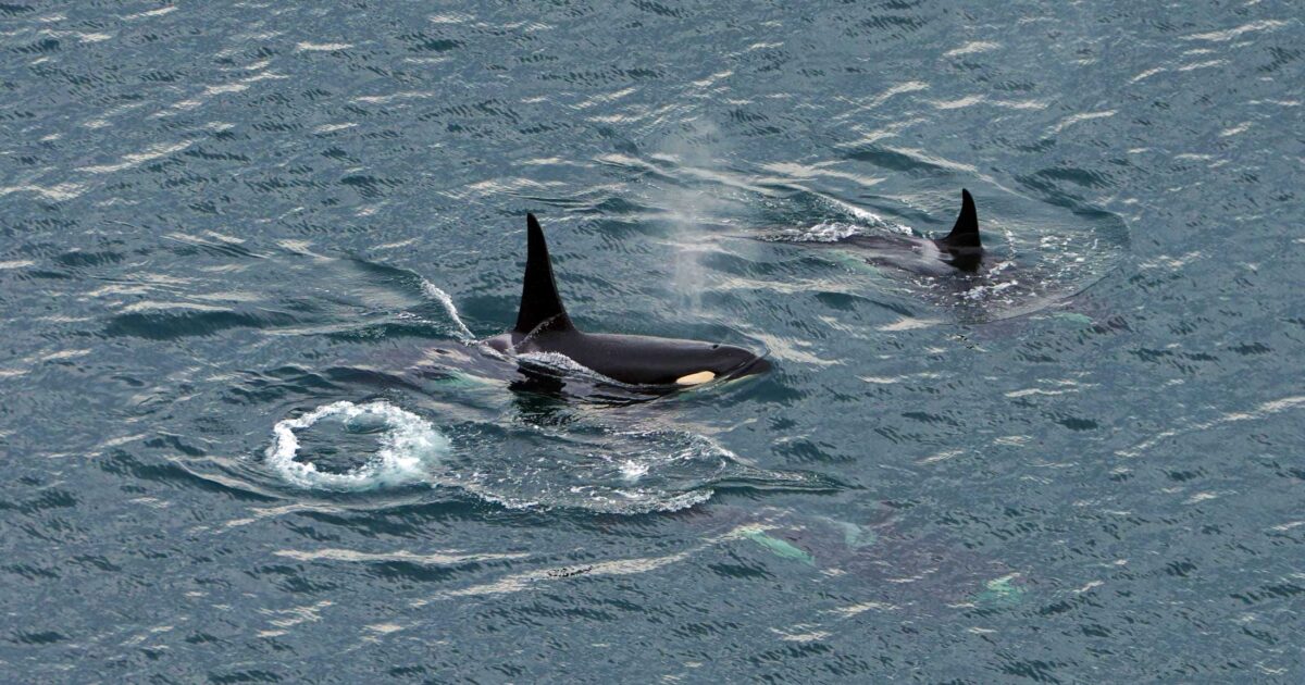 A noisier Salish Sea: New research and a public education hub document the acoustic crisis facing Southern Resident killer whales