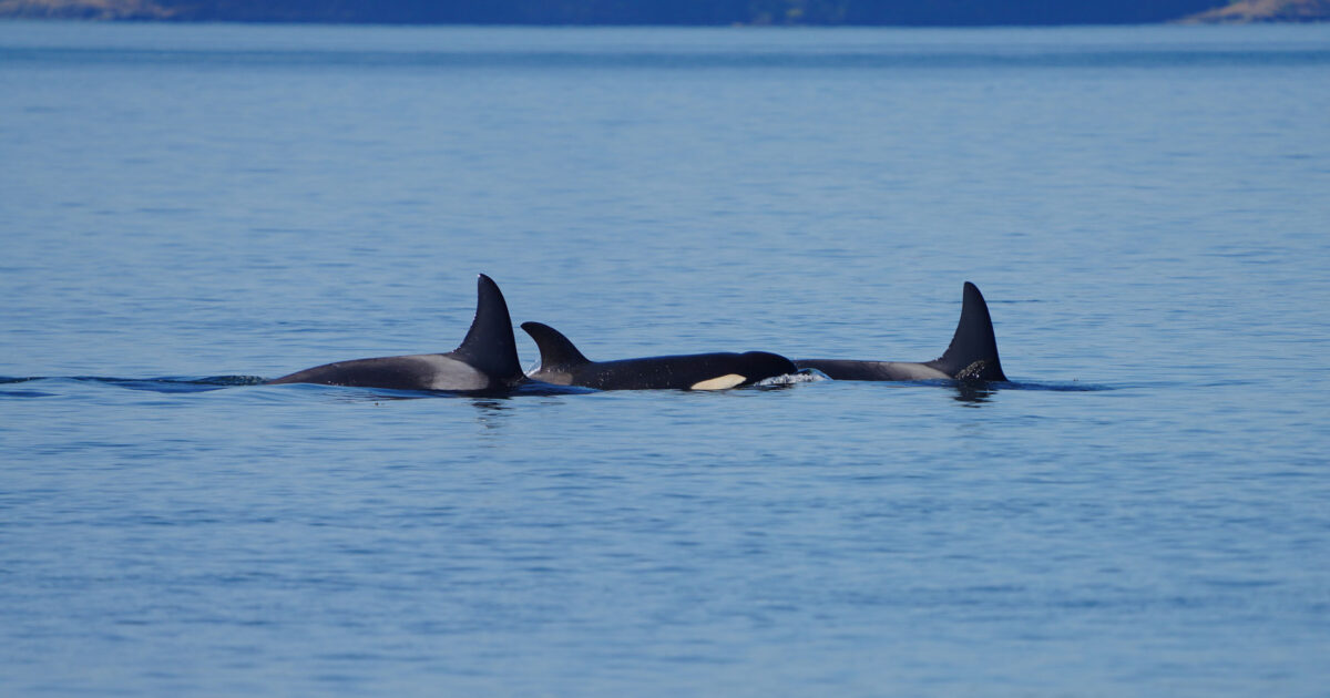 Clues to help you tell Southern Resident and Bigg’s (transient) killer whales apart