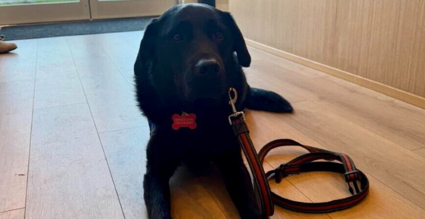 A black dog named Bruin with a red collar and leash lies on a wooden floor indoors near a door, part of the Dogs of Arbutus.