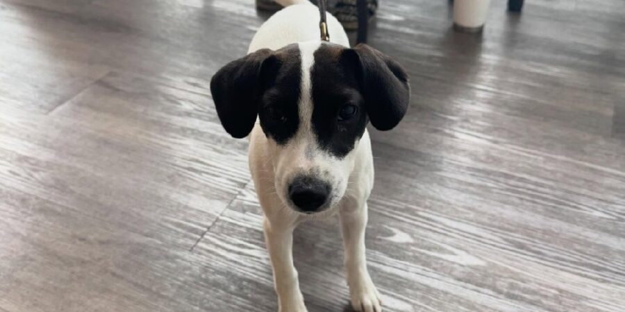 Dogs of Arbutus – meet Helka!