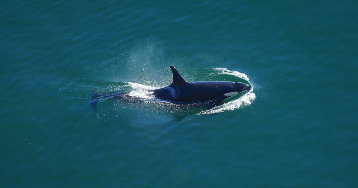 Monitoring on the edge: tracking Southern Residents from a Pender Island bluff