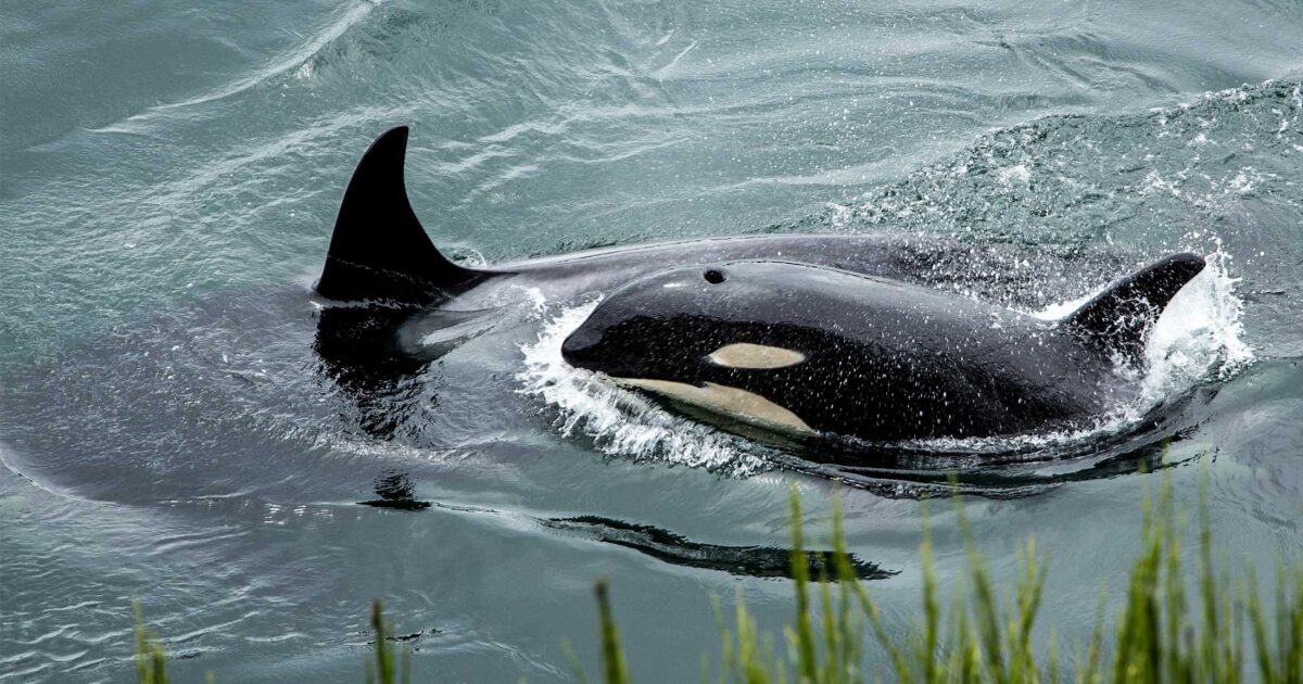 Canada’s Species at Risk Act is, itself, at risk