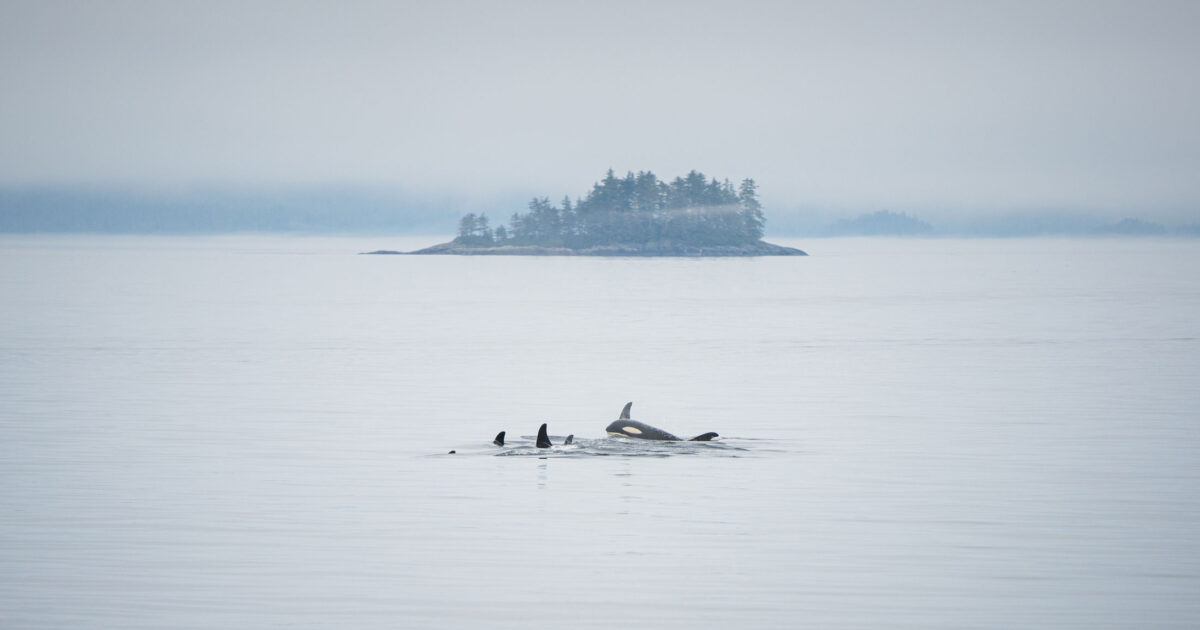 Give killer whales a voice…for years to come